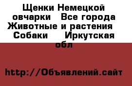 Щенки Немецкой овчарки - Все города Животные и растения » Собаки   . Иркутская обл.